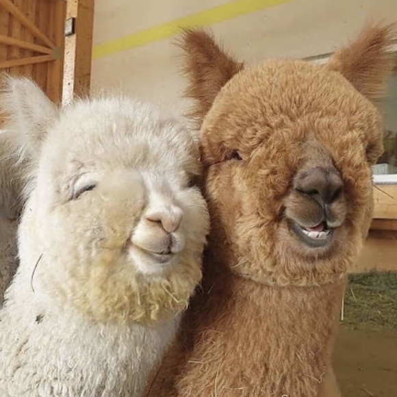 Meet your Posher, Carrie - Picture 1 of 1